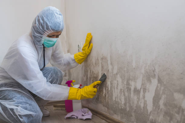 Best Attic Mold Removal  in Swedesboro, NJ