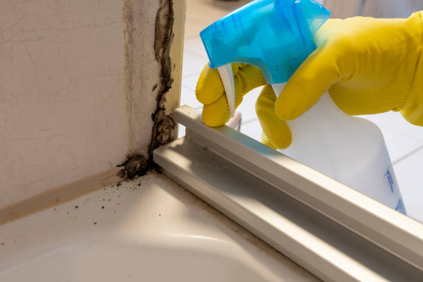 Best Local Mold Removal Service  in Swedesboro, NJ
