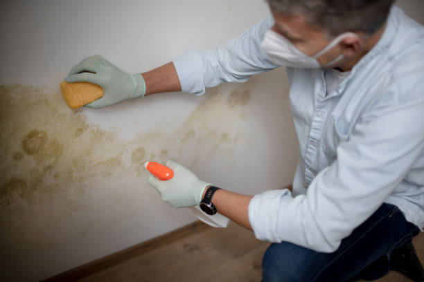 Best Home Mold Removal  in Swedesboro, NJ