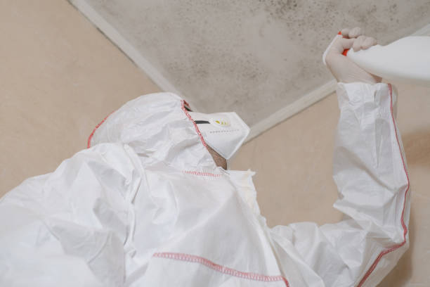 Best Black Mold Removal  in Swedesboro, NJ