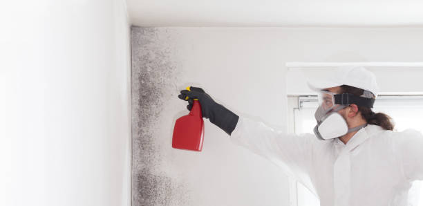 Best Certified Mold Removal  in Swedesboro, NJ