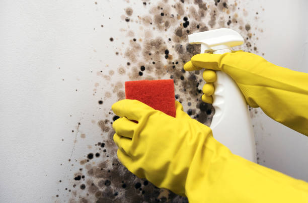 Best Crawl Space Mold Removal  in Swedesboro, NJ